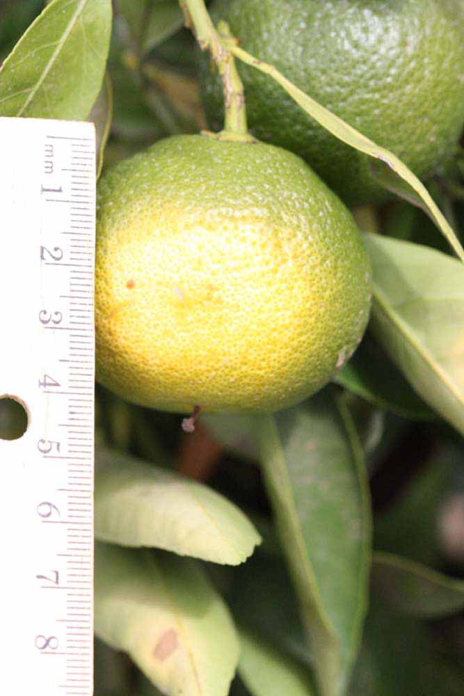           Immature fruit (Riverside, CA)   